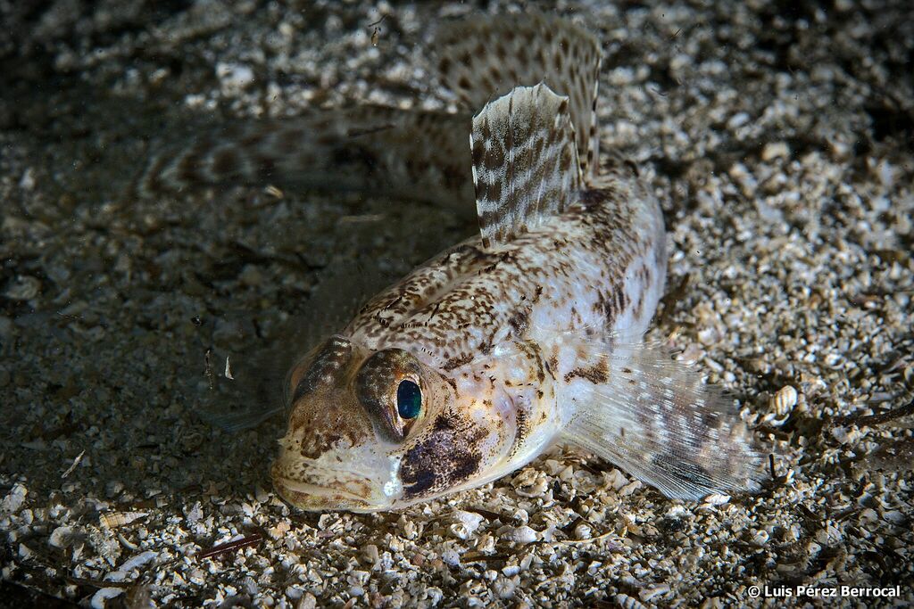 Slender Goby