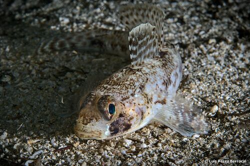 Slender Goby