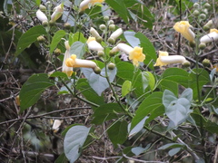 Amphilophium