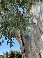 Eucalyptus tereticornis