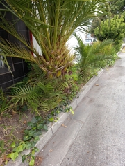 Phoenix canariensis