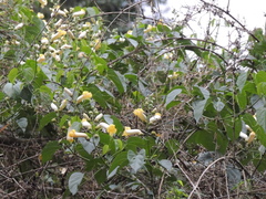 Amphilophium