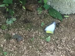 Appias lyncida vasava