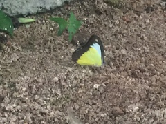 Appias lyncida vasava