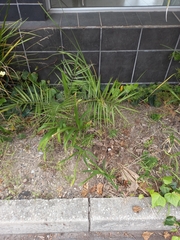 Phoenix canariensis
