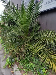 Phoenix canariensis