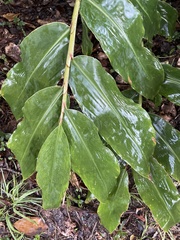 Hedychium