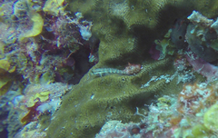 Gnatholepis thompsoni