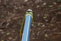 Dendrelaphis caudolineatus