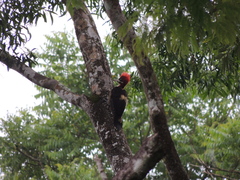 Campephilus robustus