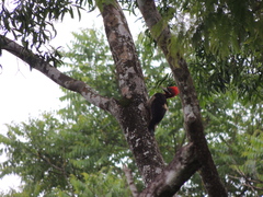 Campephilus robustus