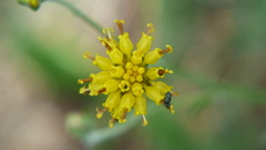 Hymenopappus filifolius