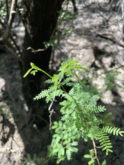 Prosopis pallida