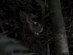 Sylvilagus brasiliensis