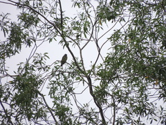 Tersina viridis