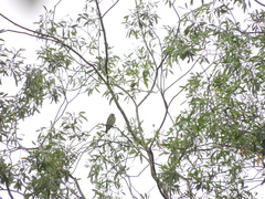 Tersina viridis