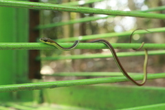 Dendrelaphis caudolineatus