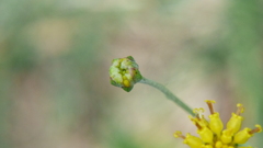 Hymenopappus filifolius