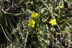 Potentilla acaulis