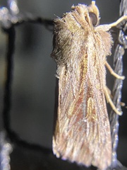 Persectania dyscrita