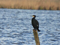 Phalacrocorax carbo sinensis