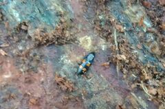 Glischrochilus quadripunctatus