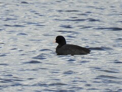 Fulica atra atra