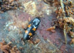 Glischrochilus quadripunctatus