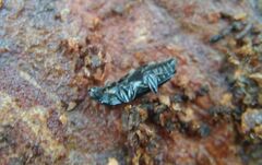 Glischrochilus quadripunctatus