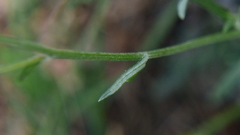 Hymenopappus filifolius