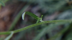 Hymenopappus filifolius