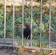 Turdus merula