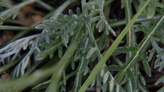 Hymenopappus filifolius