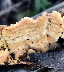 Steccherinum bourdotii