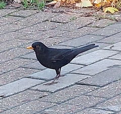 Turdus merula