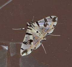Conchylodes salamisalis