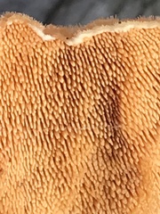 Steccherinum bourdotii