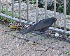 Turdus merula