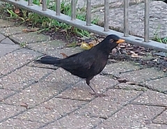Turdus merula