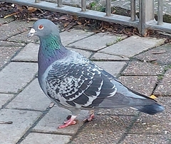 Columba livia domestica