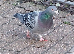 Columba livia domestica