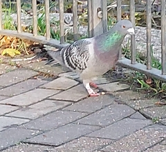 Columba livia domestica