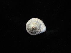 Buccinulum vittatum
