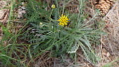 Hymenopappus filifolius