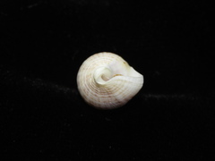 Buccinulum vittatum
