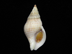 Buccinulum vittatum