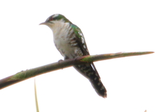 Chrysococcyx caprius