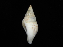 Buccinulum vittatum