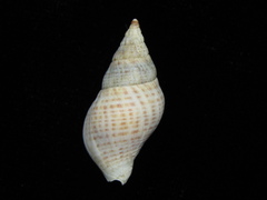 Buccinulum vittatum