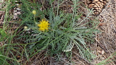 Hymenopappus filifolius